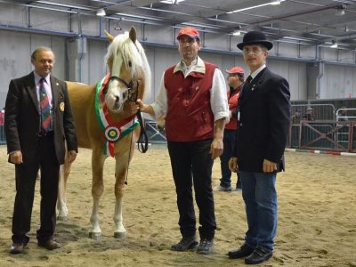 Europei Haflinger 2015 a Milano.