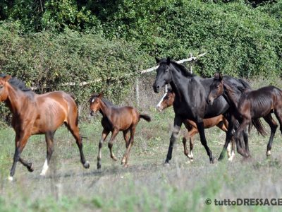 ARS Equestre: ecco i puledri!