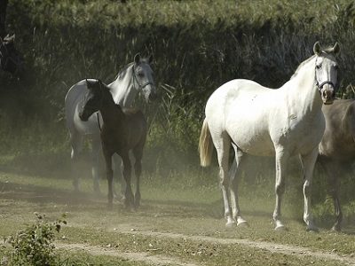 ALLA FIERA CAVALLI LA FAMIGLIA RANA PORTA ECCELLENZA AGONISTICA E SOLIDARIETA’