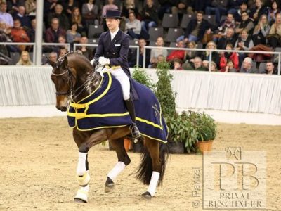 Hannoveraner Private Stallion Show di Verden