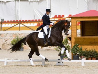 Lutto nel mondo del dressage